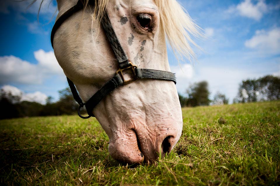 Horse in pasture, Argentina