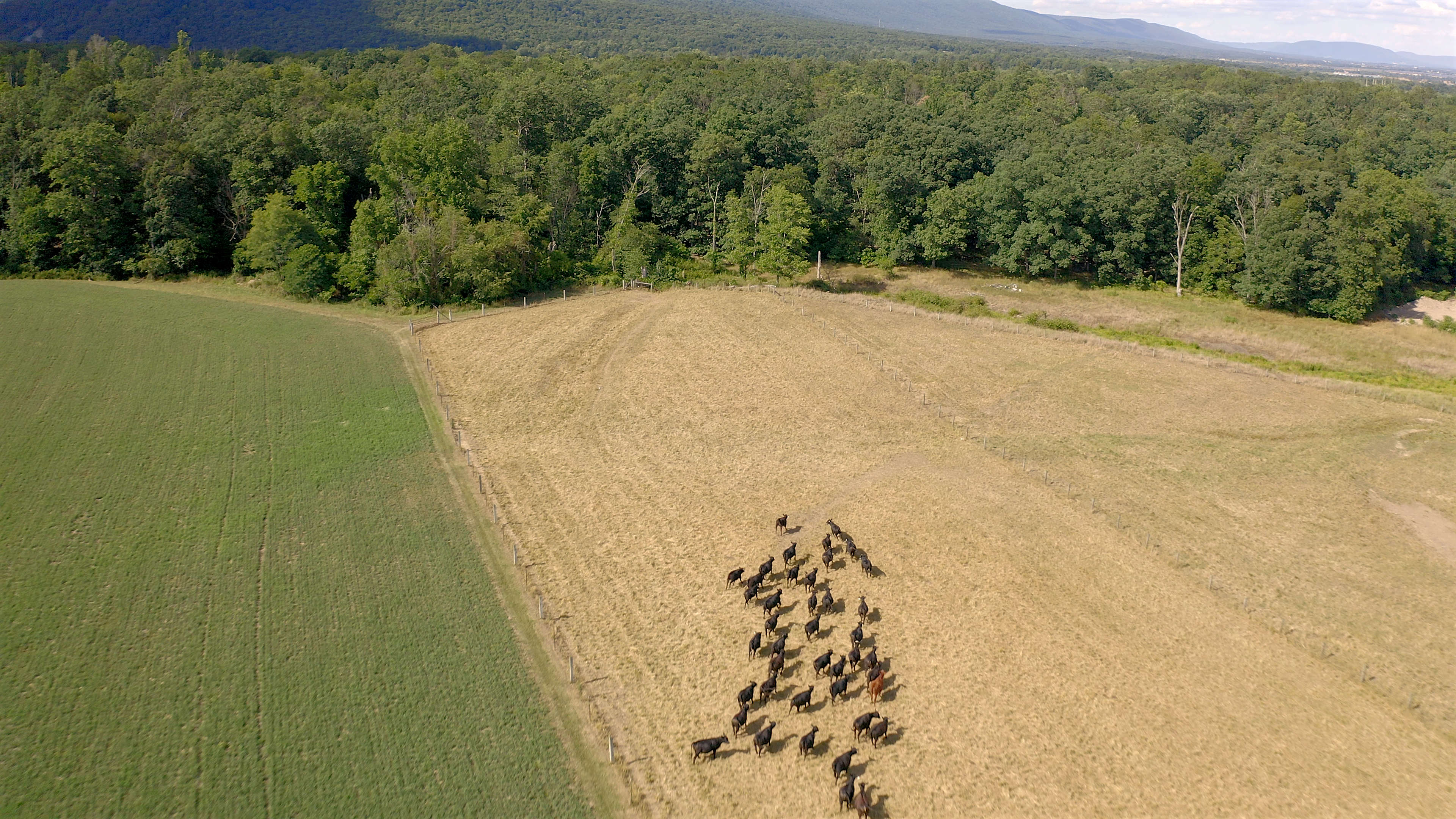 Drone video of cattle stampeding in pasture of rural farm